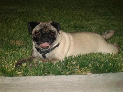 Dogs for Sale in CA