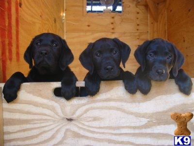 Puppies in Waterfall