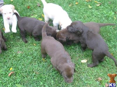 Puppies in Waterfall