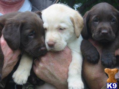 Puppies in Waterfall