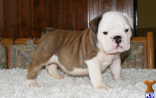 English Bulldog Puppies in OH