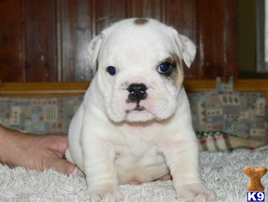 English Bulldog Puppies in OH