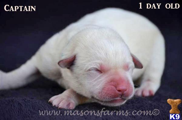 Puppies in SC