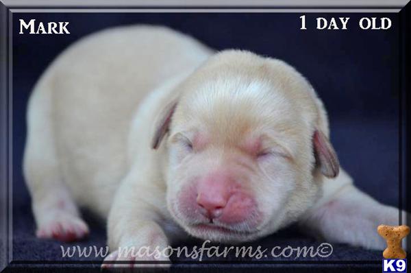 Puppies in SC