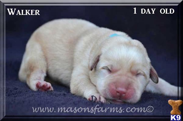 Puppies in SC