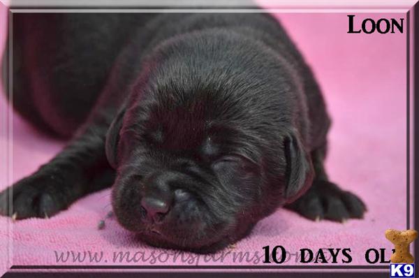 Puppies in Moncks corner