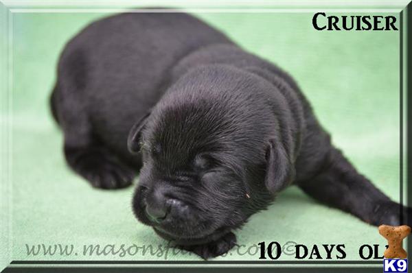 Puppies in Moncks corner