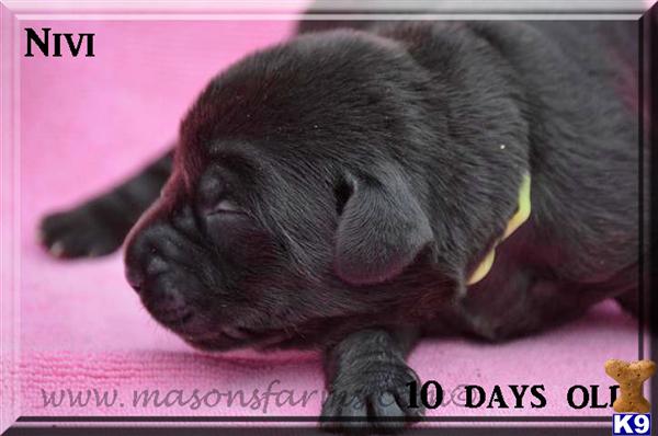 Puppies in Moncks corner