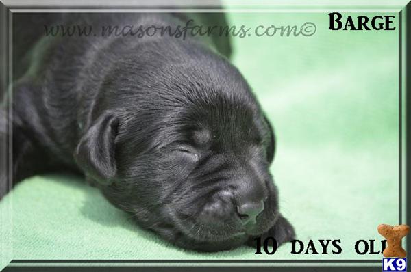 Puppies in Moncks corner