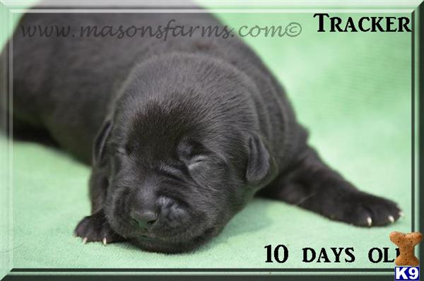 Puppies in Moncks corner