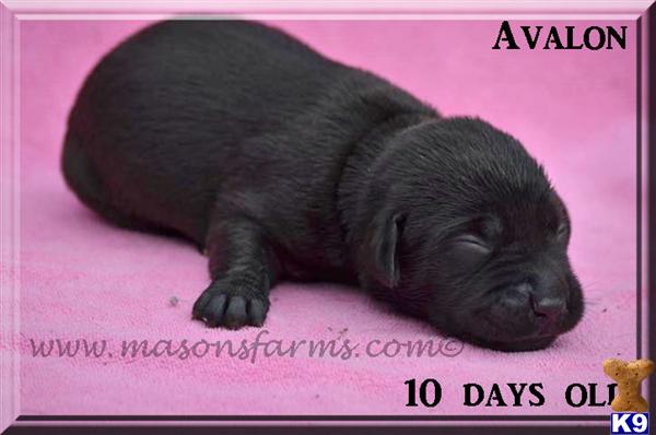 Puppies in Moncks corner