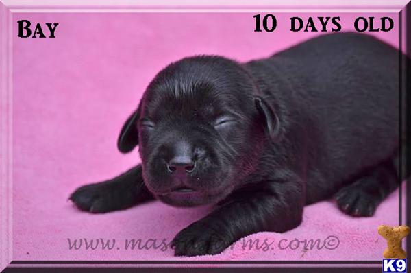 Puppies in Moncks corner
