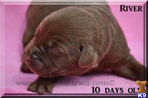Puppies in Moncks corner