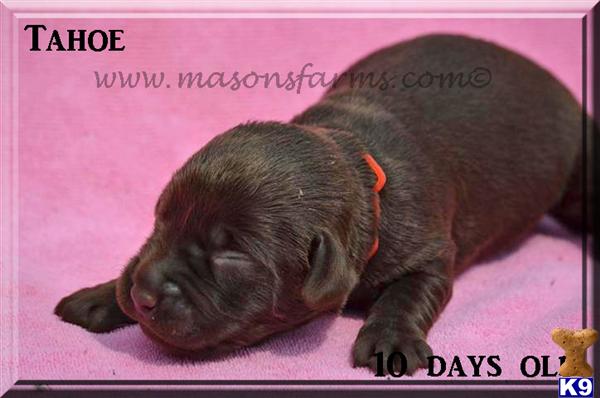 Puppies in Moncks corner