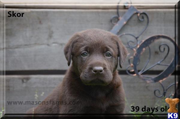 Puppies in SC