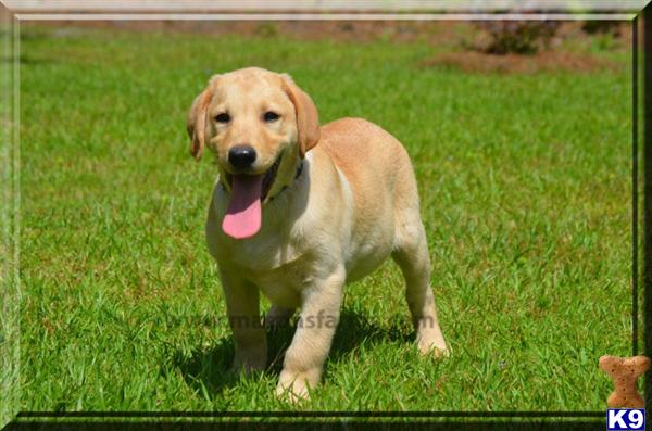 Labrador Retriever Puppies in SC