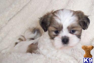 Puppies in KY