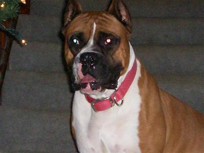 Stud Dog