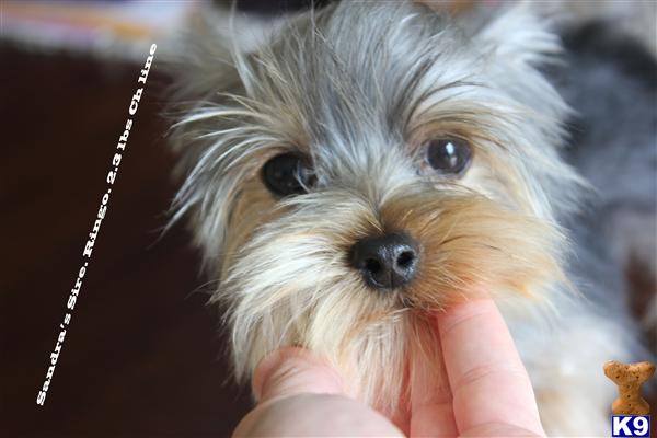 Stud Dogs - Yorkshire Terrier