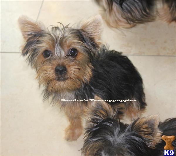 parti yorkie definition i want to buy teacup yorkie miniature terrier auto design tech parti yorkie definition i want to buy teacup yorkie miniature terrier auto design tech