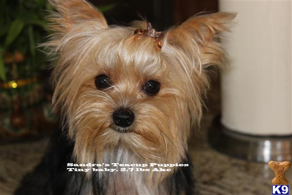 Stud Dogs - Yorkshire Terrier