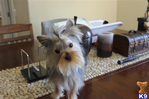 Stud Dogs - Yorkshire Terrier