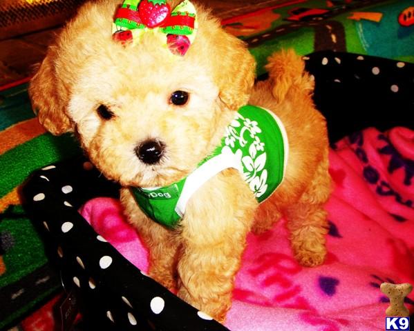 Maltese Puppies