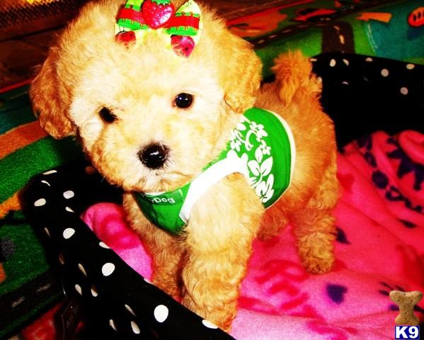 Puppies in Houston