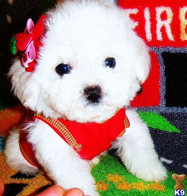 Maltese Puppies