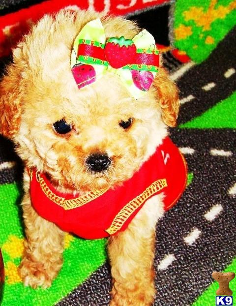 Maltese Puppies in TX