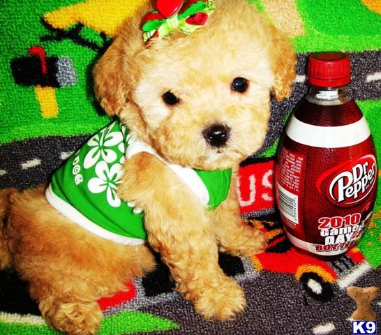 Puppies in Houston