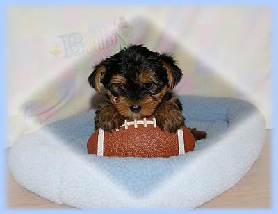 Puppies in Alma