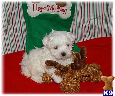 Puppies in Alma
