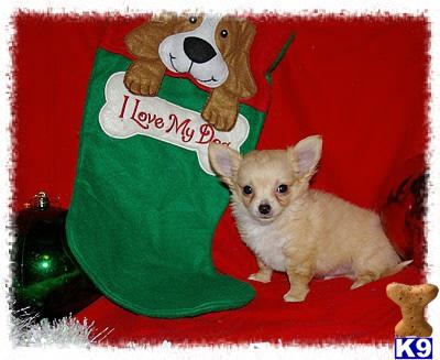 Puppies in NE