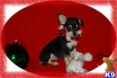 Puppies in NE