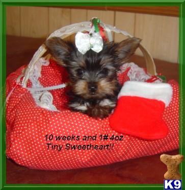 Puppies in NE
