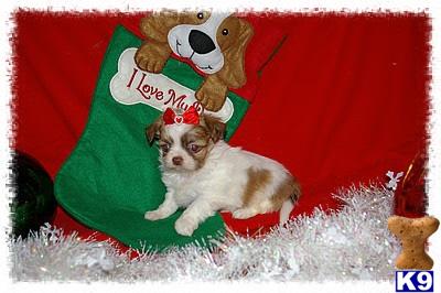 Puppies in NE