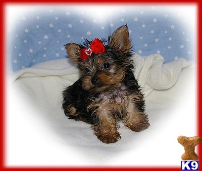 Puppies in Alma