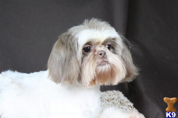 Dogs for Sale in IN