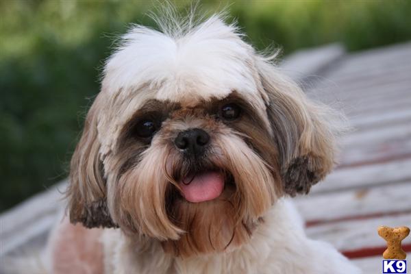 Dogs - Shih Tzu