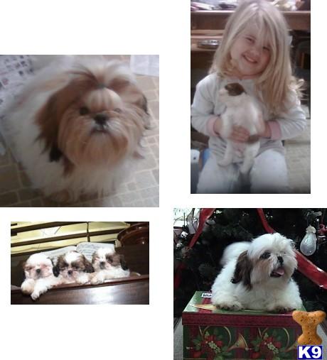 shih tzu for sale in scotland shih tzu dogs for sale in scotland shih tzu for sale in scotland shih tzu dogs for sale in scotland