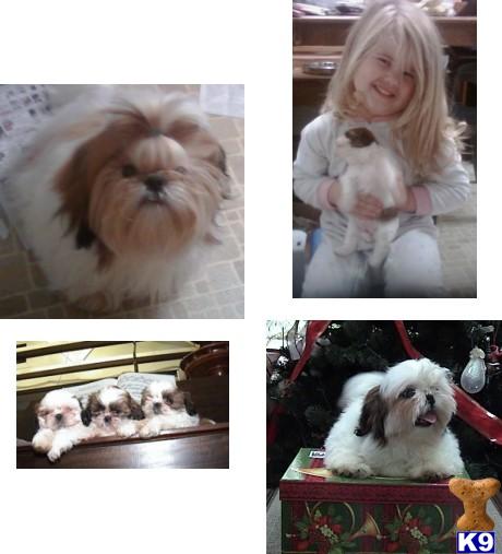 Shih+tzu+dogs+for+sale+in+scotland