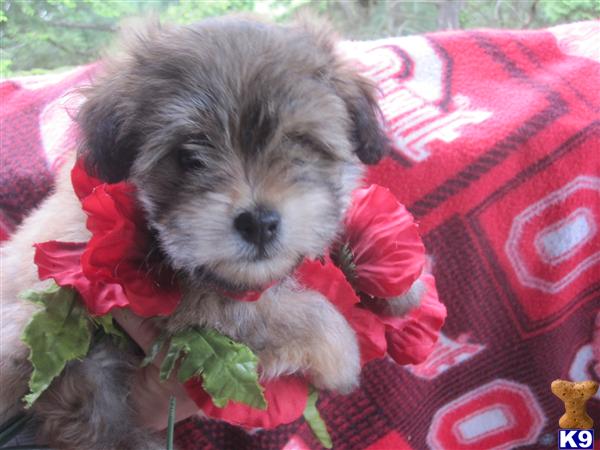 Havanese Puppies Ohio