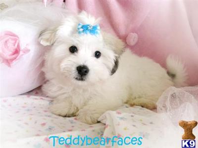teddybearfaces_A2008122223754.jpg