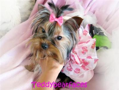 Dogs for Sale in CA