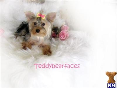 Dogs for Sale in CA