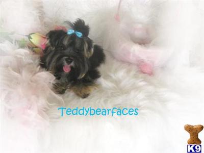 Dogs for Sale in CA