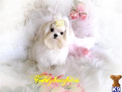 Dogs for Sale
