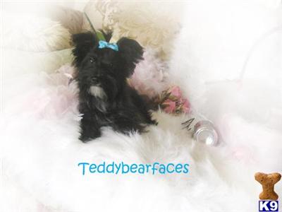 Dogs for Sale in CA