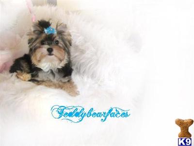 Maltese Puppies for Sale
